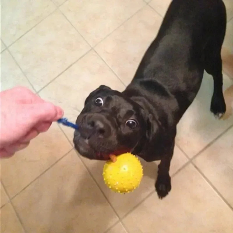 Rubber Interactive Training Toy Dog Dogs Pet Reward For Toy On Supplies Rope Funny Natural Dog Fetch Training Play Ball