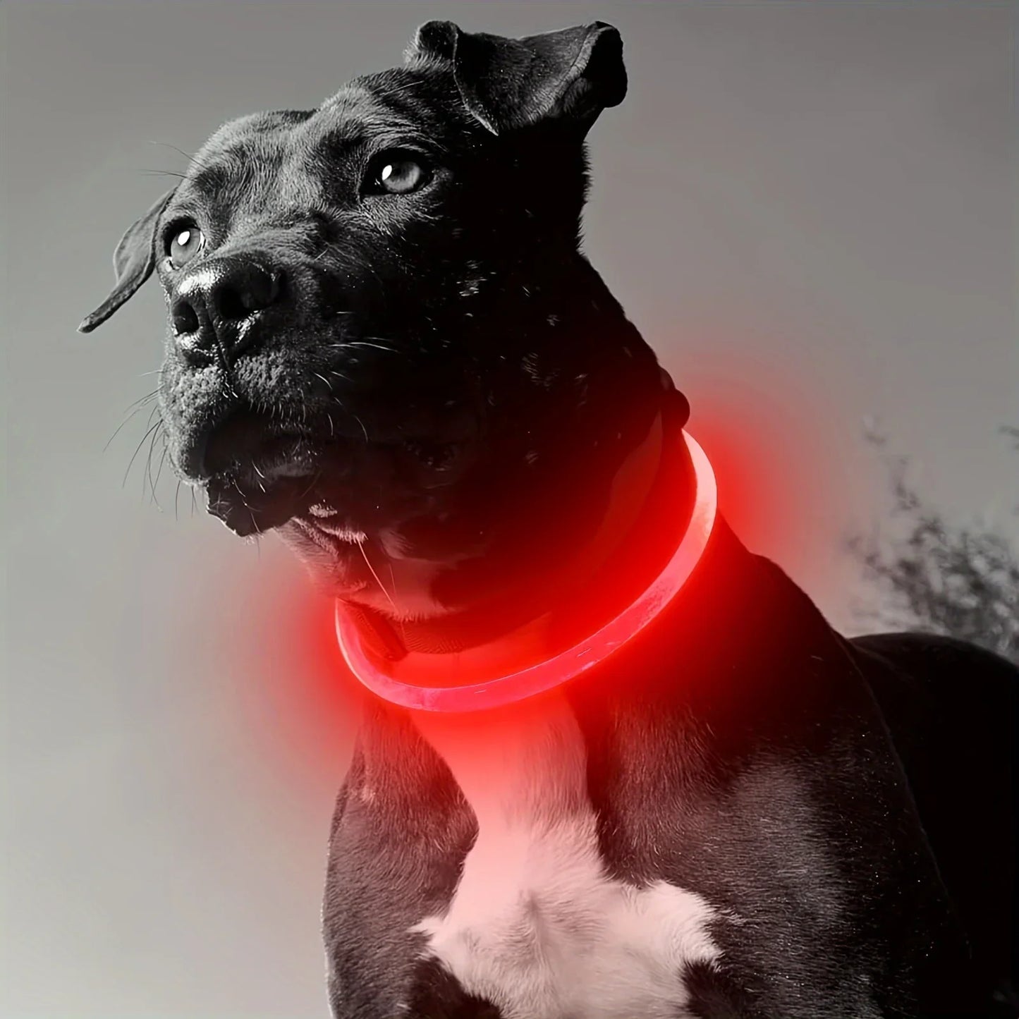 40/50/70cm Led Dog Collar USB Rechargeable Pet Dog Night Luminous Charge Collar Glowing Necklace Collar Safety Night Light